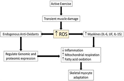 Are There Limitations to Exercise Benefits in Peripheral Arterial Disease?